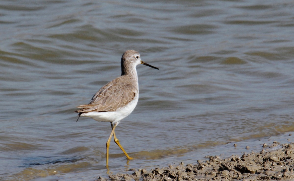 Marsh Sandpiper - ML614776990