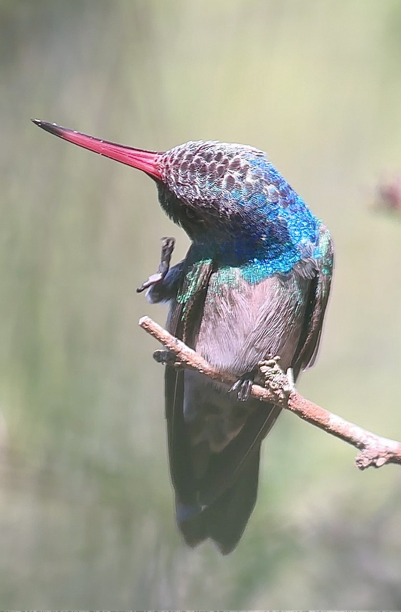 kolibřík honduraský - ML614776998