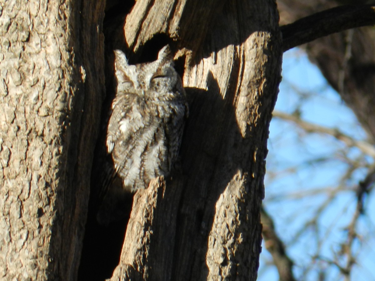 Eastern Screech-Owl - ML614777009