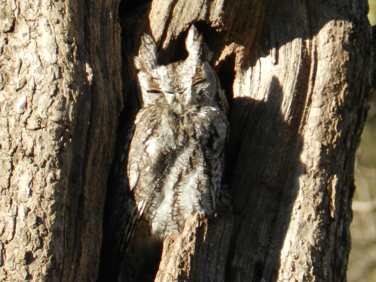 Eastern Screech-Owl - ML614777011