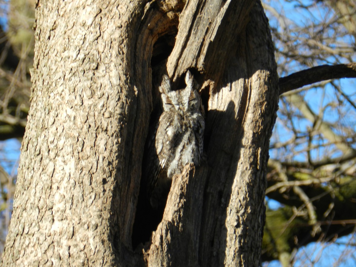 Eastern Screech-Owl - ML614777025