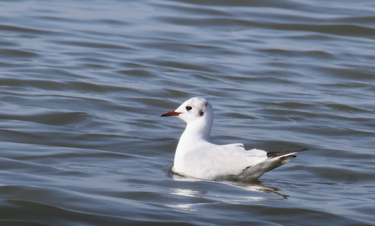 Mouette rieuse - ML614777106