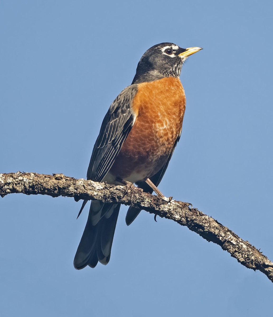 American Robin - ML614777140