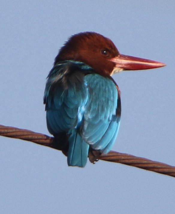 White-throated Kingfisher - ML614777150