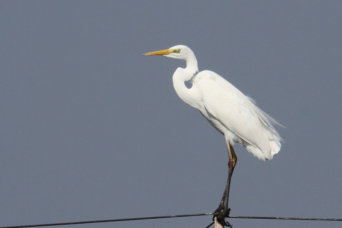 Great Egret - ML614777155