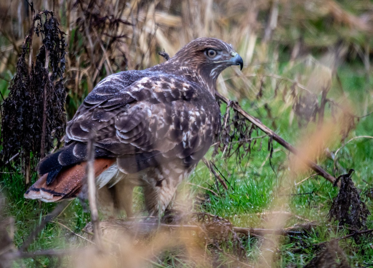 Red-tailed Hawk - ML614777160