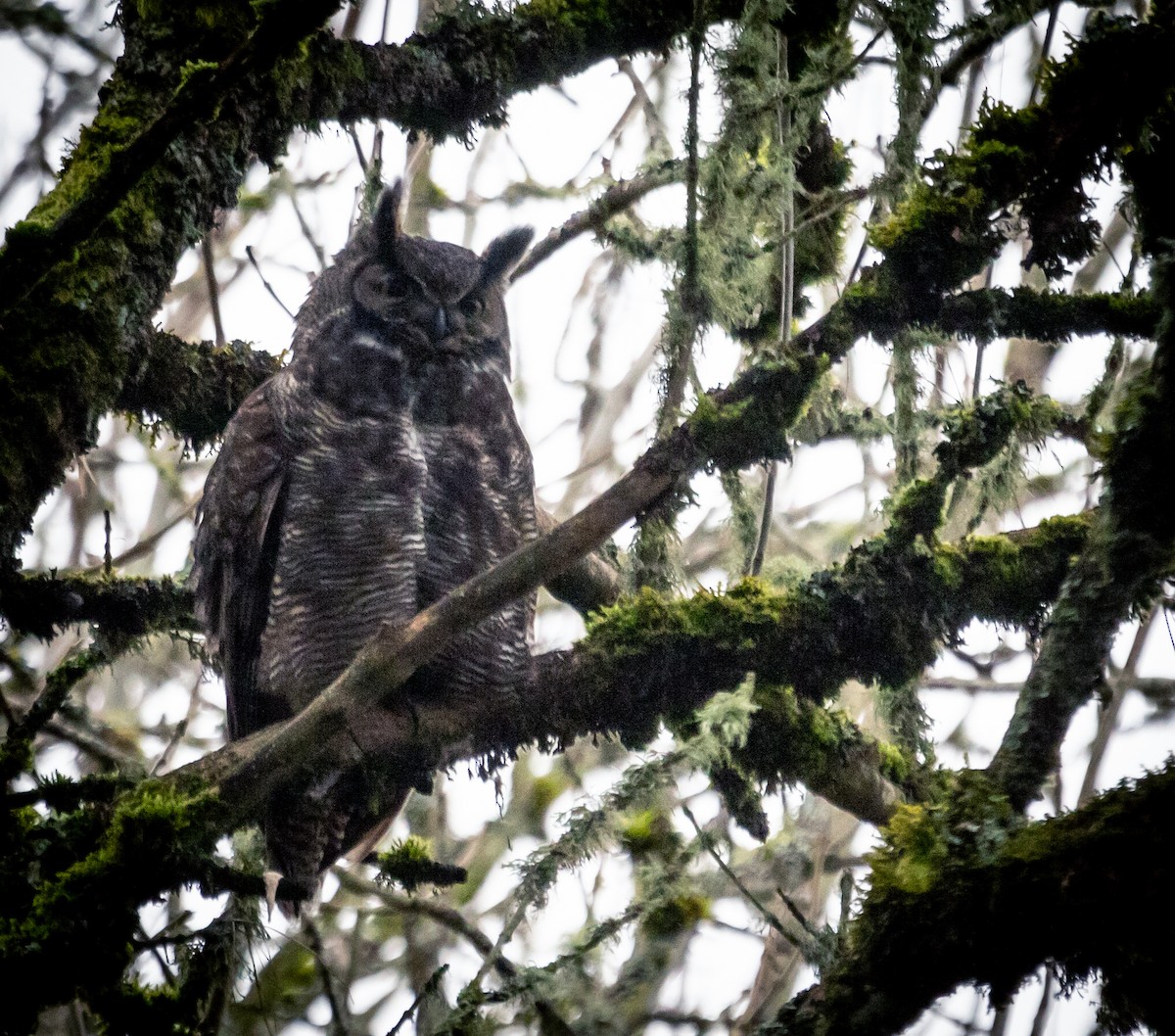 Great Horned Owl - ML614777208