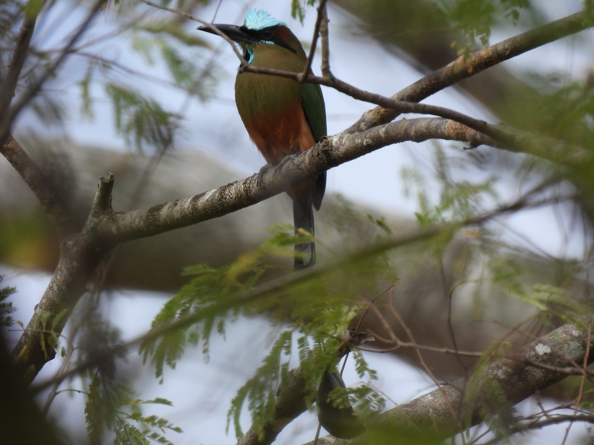 Turquoise-browed Motmot - ML614777230