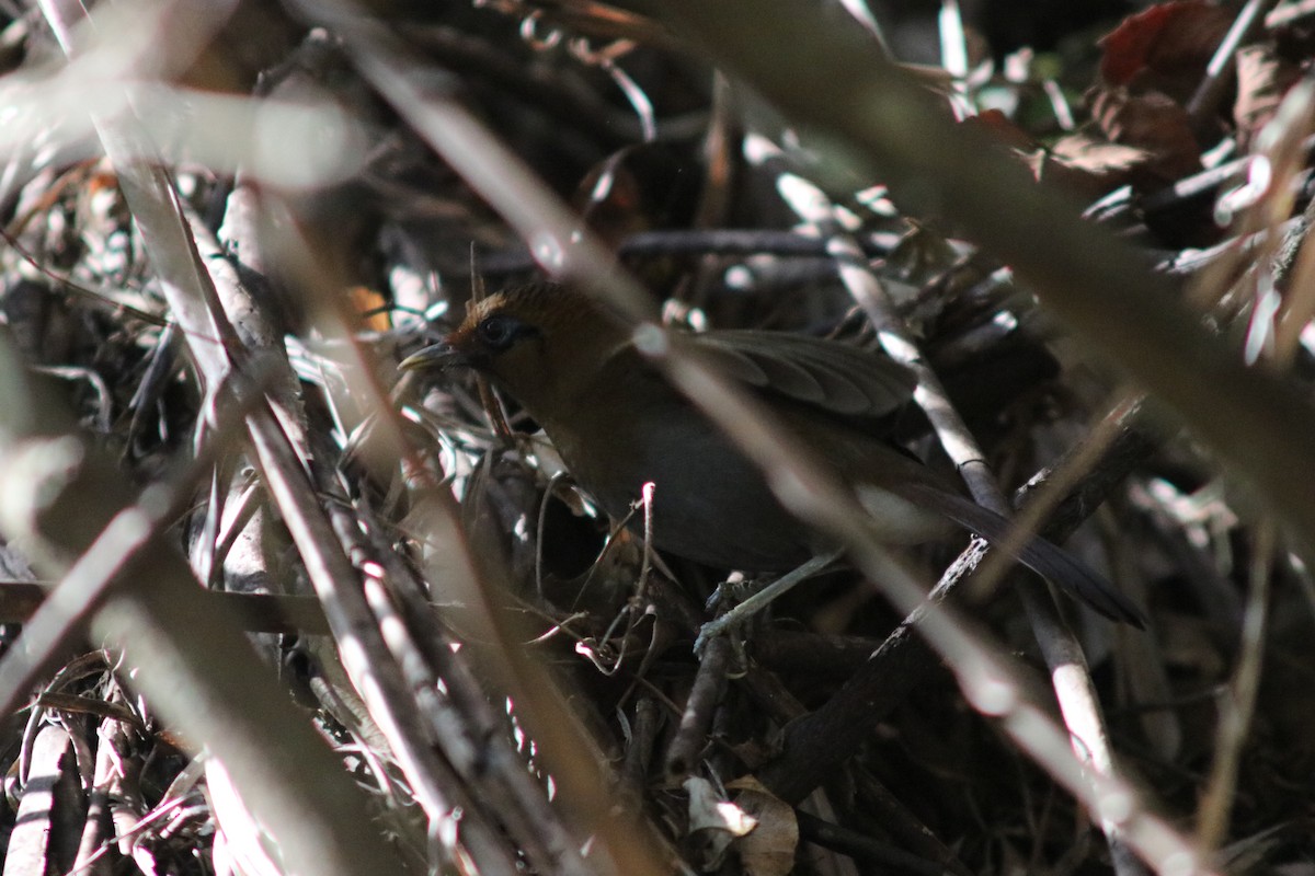 Rusty Laughingthrush - ML614777270