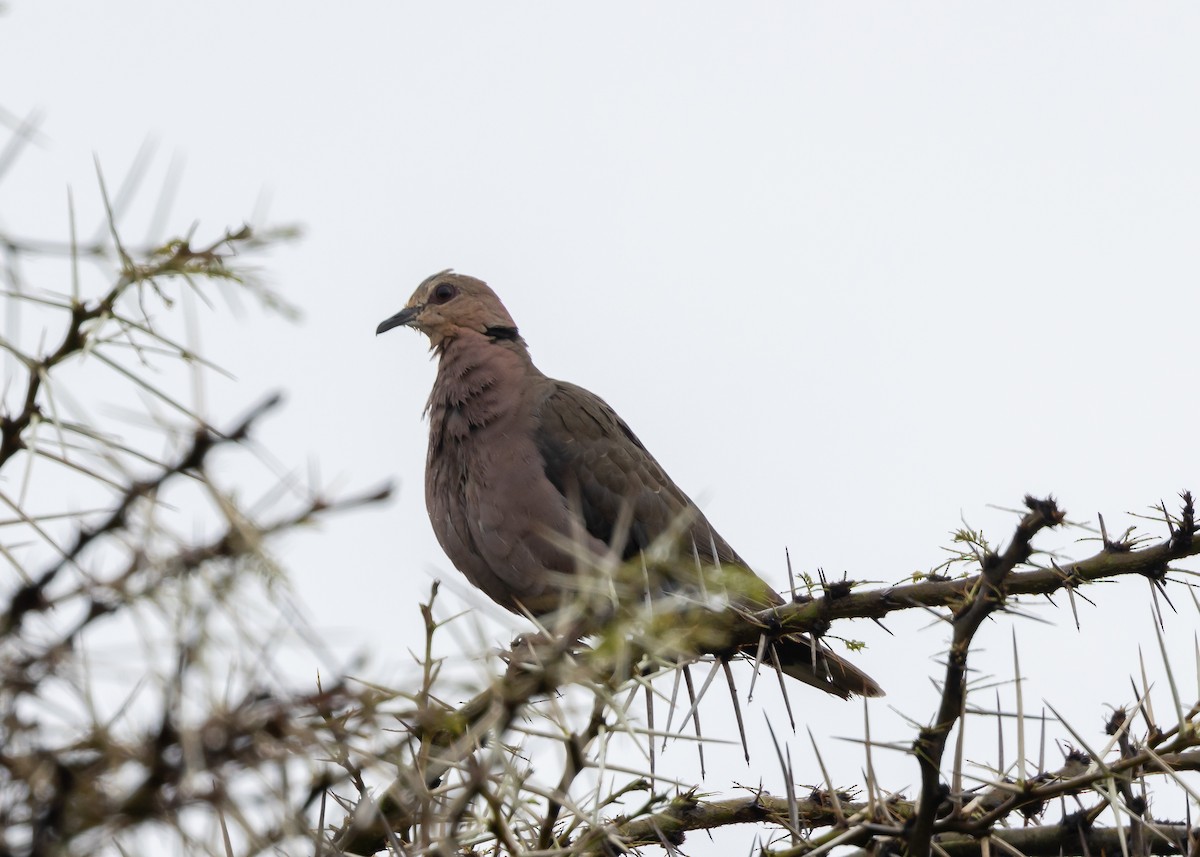 Red-eyed Dove - ML614777280