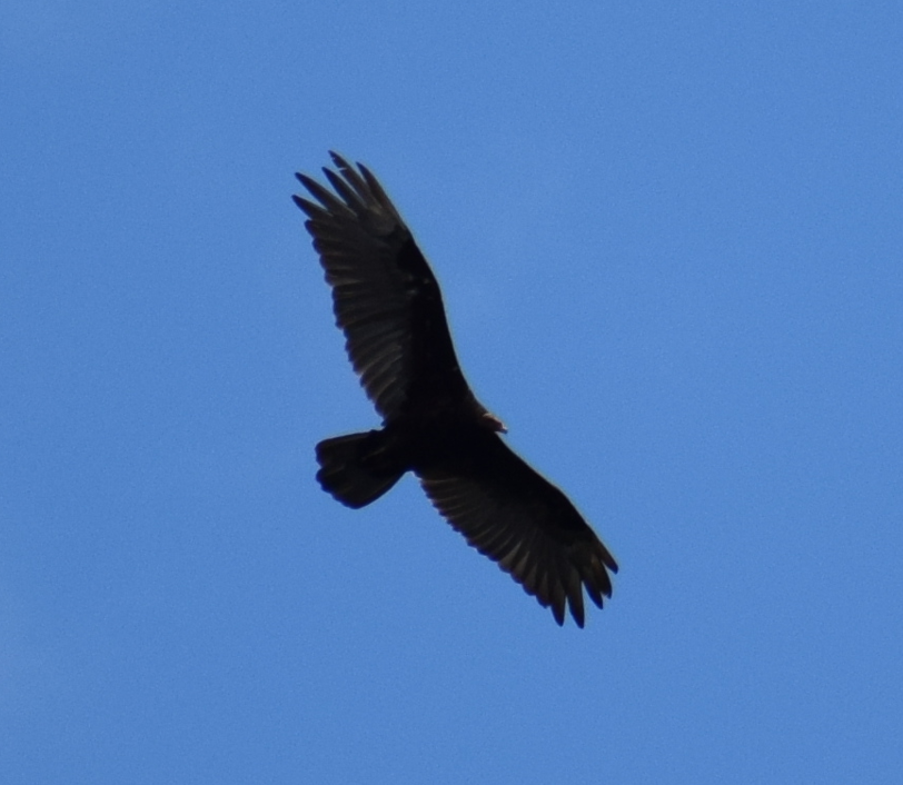 Turkey Vulture - ML614777312