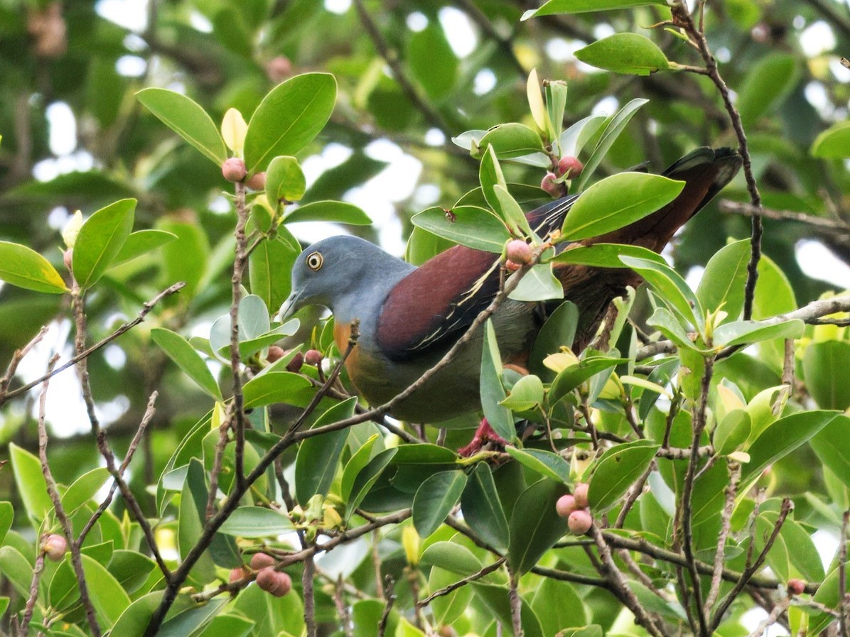 Little Green-Pigeon - ML614777427