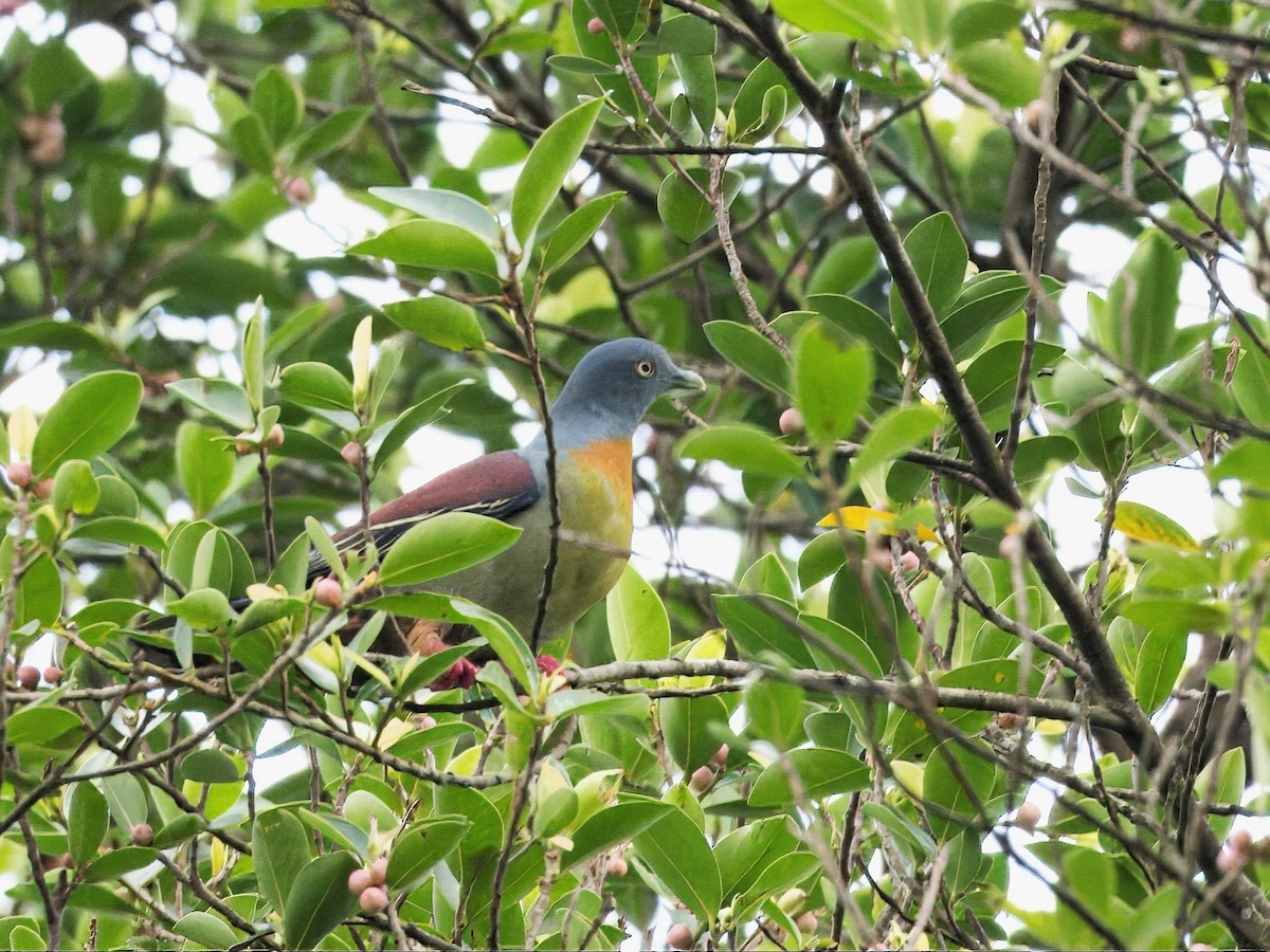 Little Green-Pigeon - ML614777429