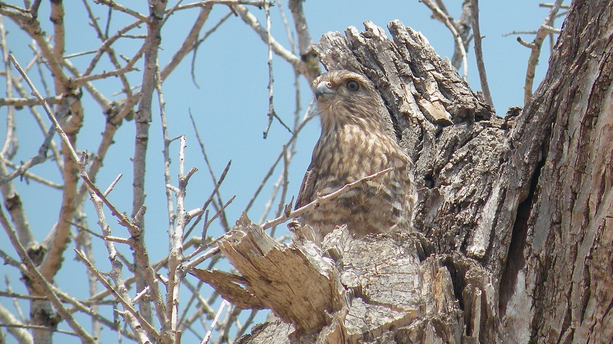 Banded Kestrel - Noah Isakov