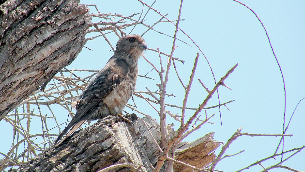 Banded Kestrel - ML614777475