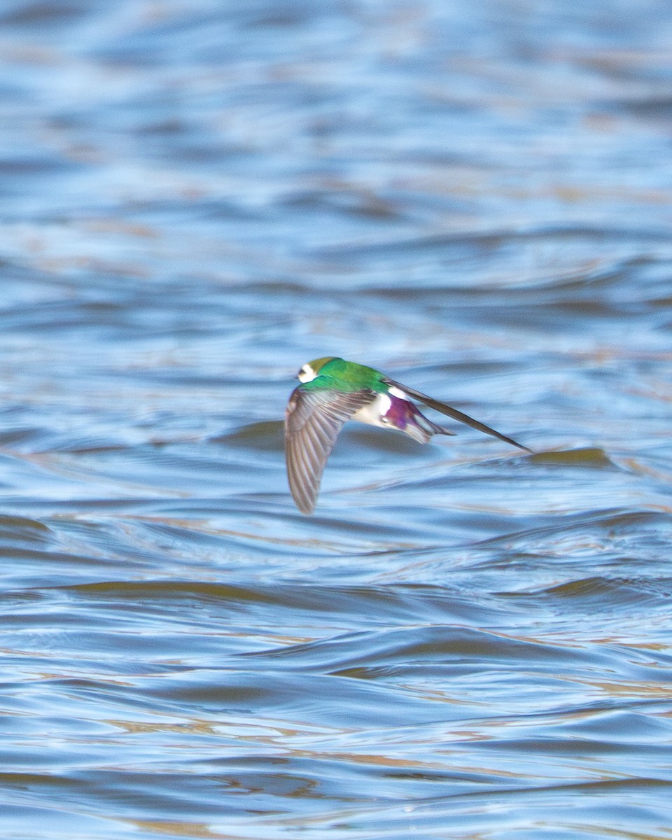 Violet-green Swallow - ML614777526