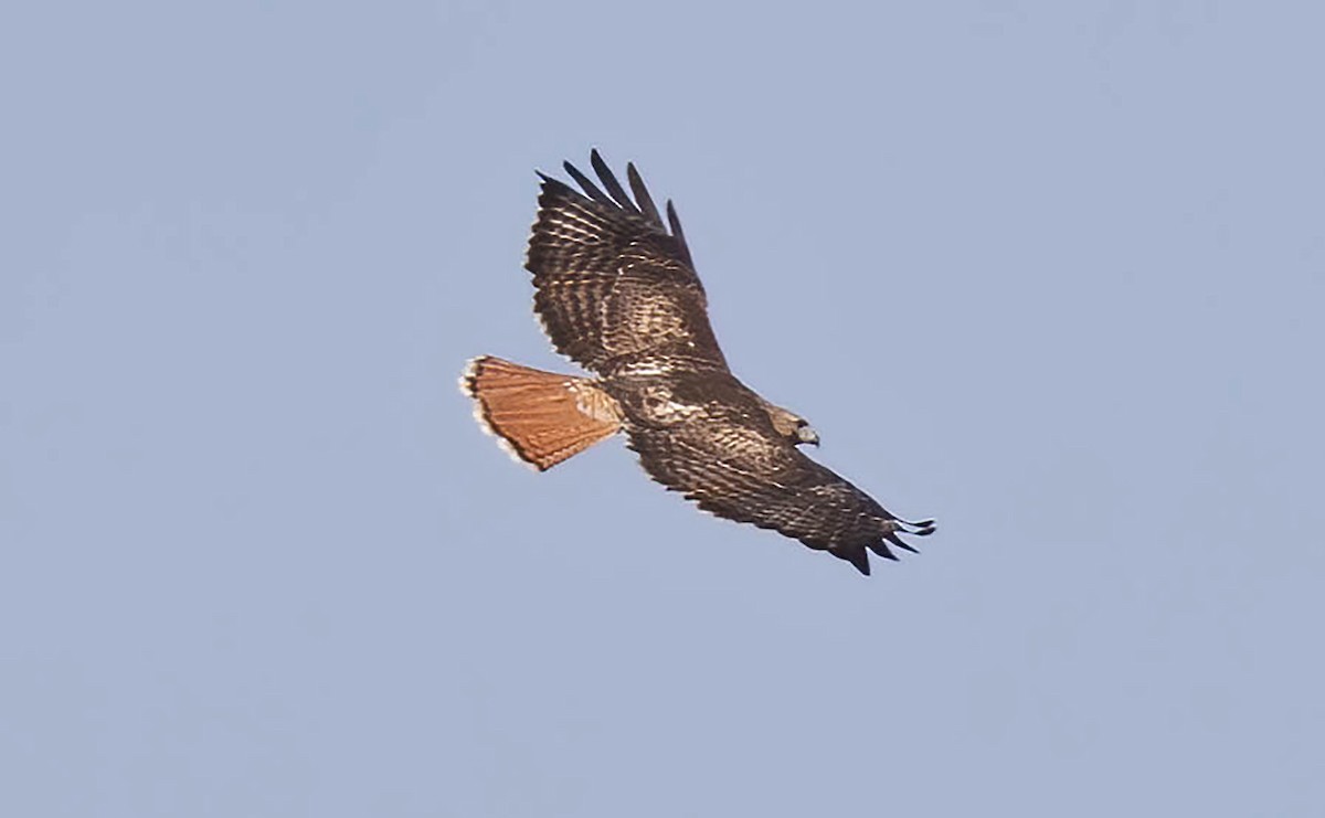 Red-tailed Hawk - Kathleen Keef