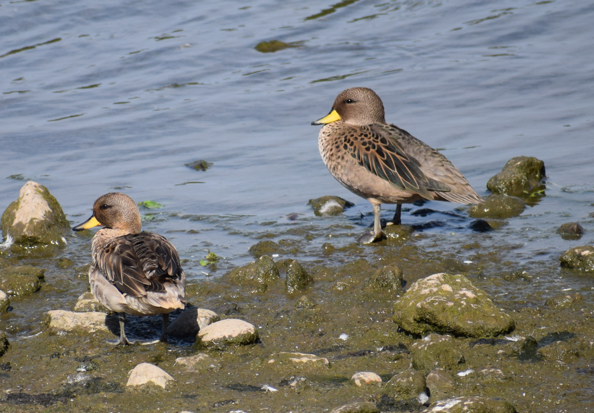 Yellow-billed Teal - ML614777622