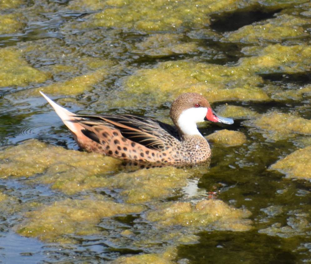 White-cheeked Pintail - ML614777640