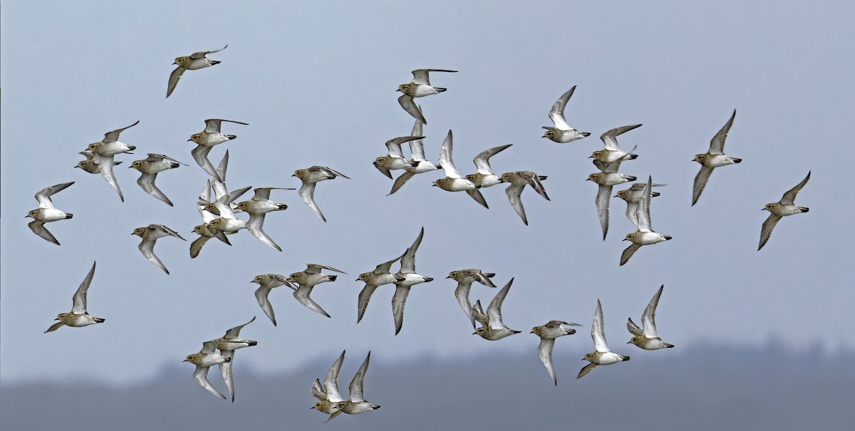 European Golden-Plover - ML614777641