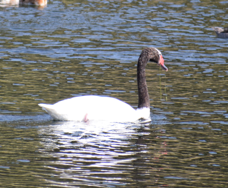 Cygne à cou noir - ML614777672