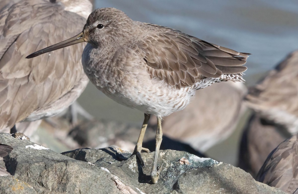 Long-billed Dowitcher - ML614777679