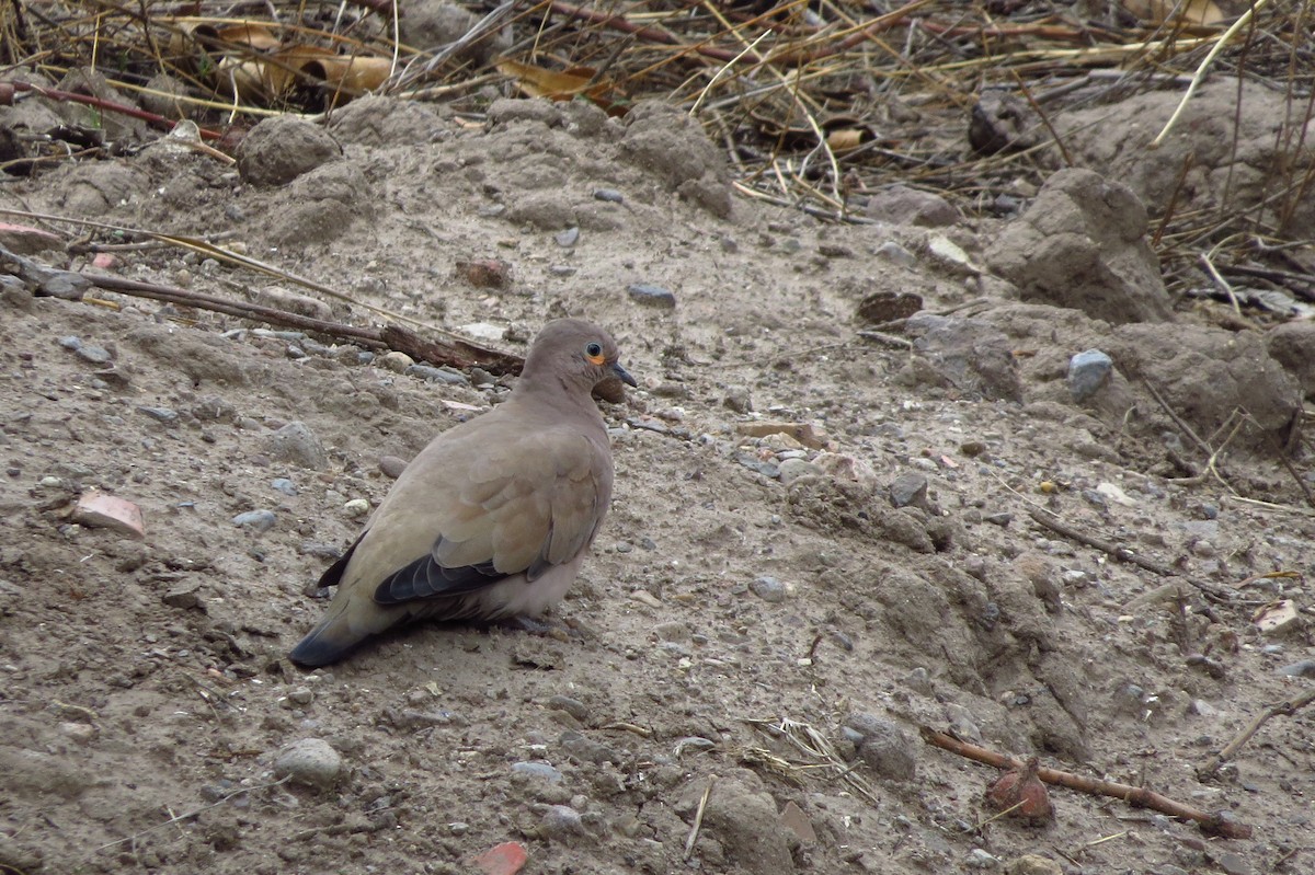 Black-winged Ground Dove - ML614777683