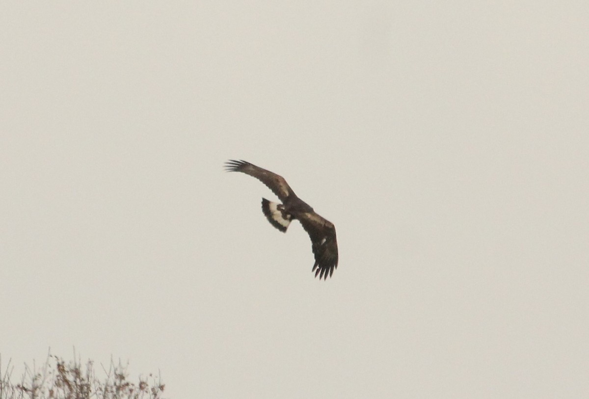 Golden Eagle - Cathy DeNeal