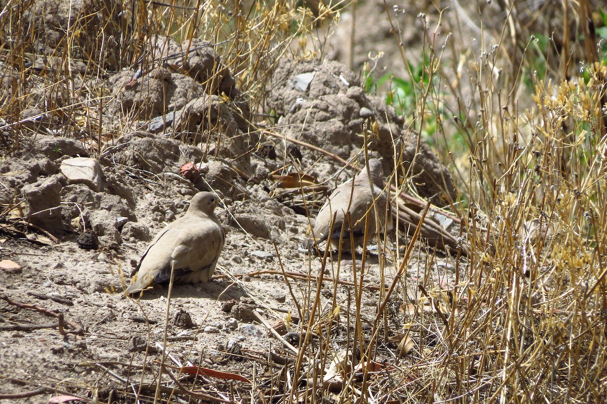 Black-winged Ground Dove - ML614777693