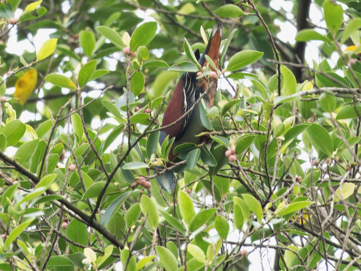 Little Green-Pigeon - ML614777709