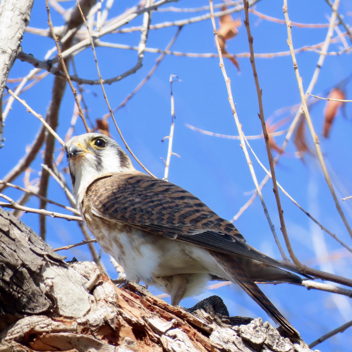 American Kestrel - ML614777727