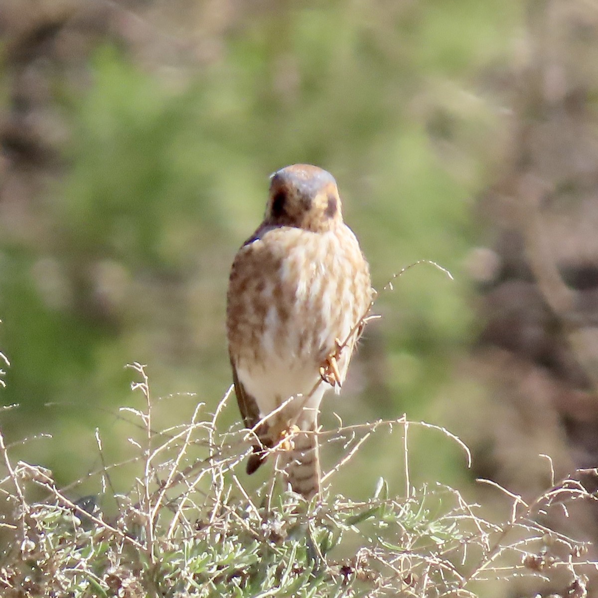 American Kestrel - ML614777729