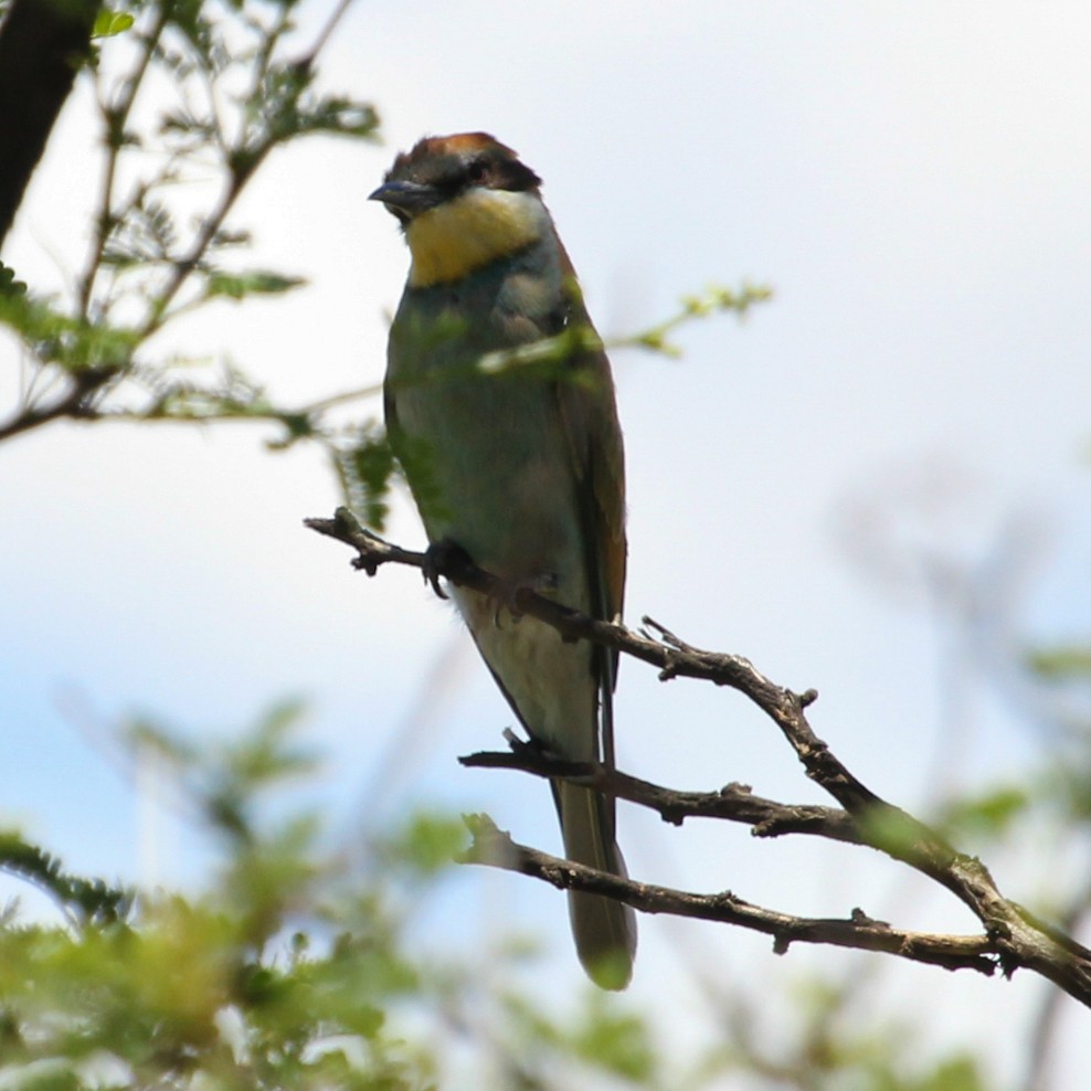 European Bee-eater - ML614777863