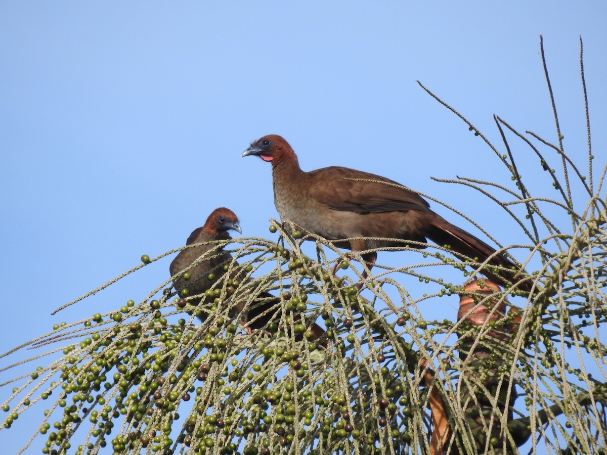 Variable Chachalaca - ML614777875