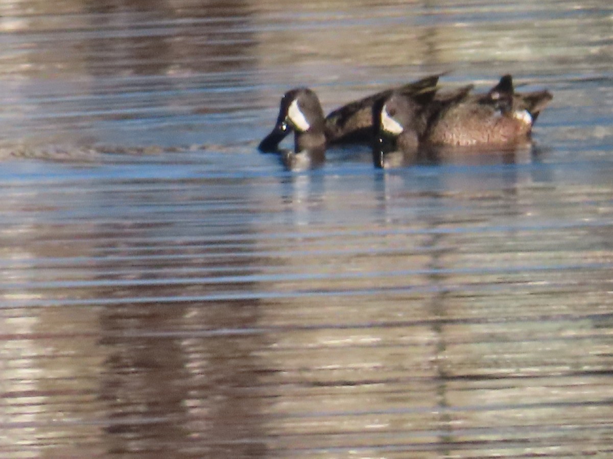 Blue-winged Teal - ML614778117