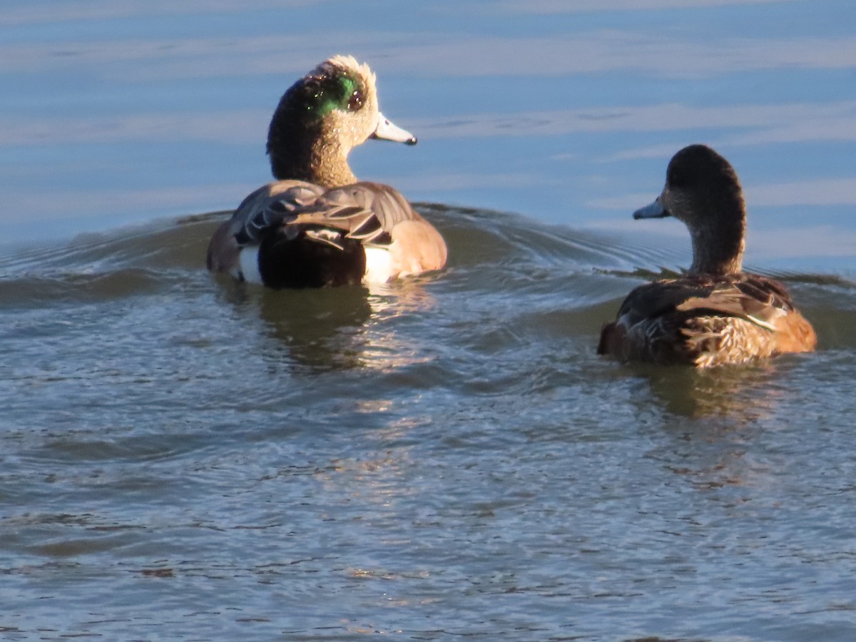 Canard d'Amérique - ML614778129