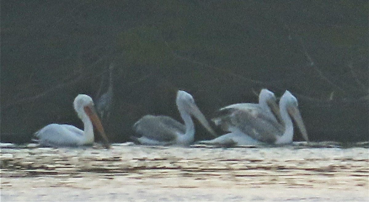 pelikán kadeřavý - ML614778135