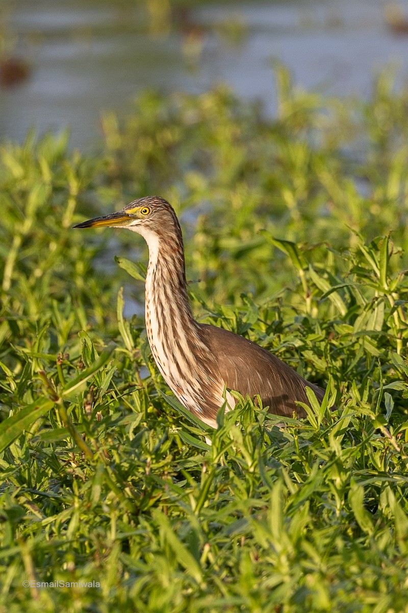 Chinese Pond-Heron - ML614778196