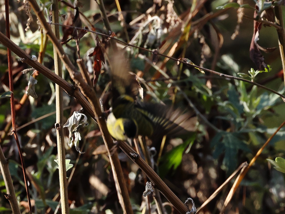 Eurasian Siskin - ML614778204