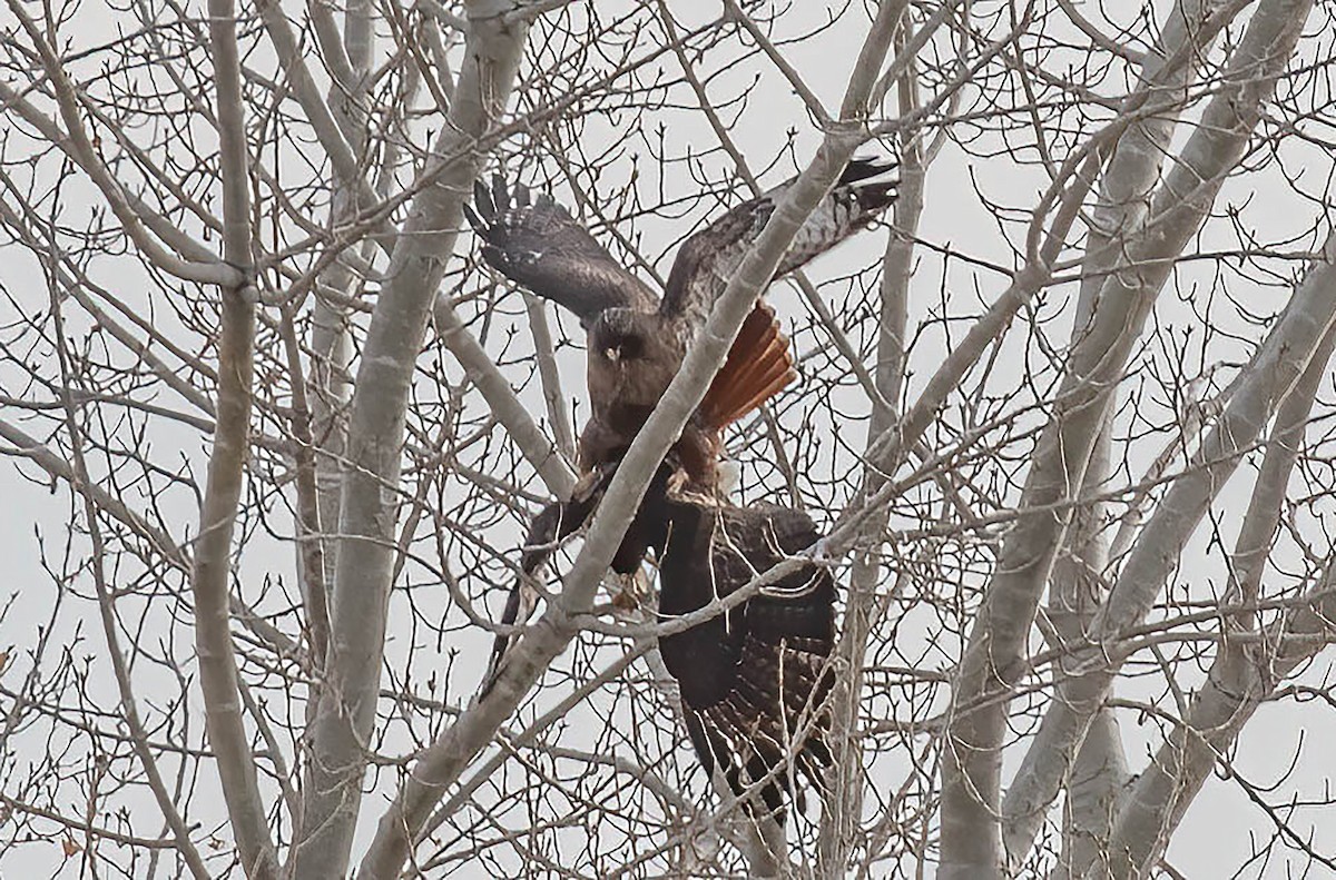 Red-tailed Hawk - ML614778229