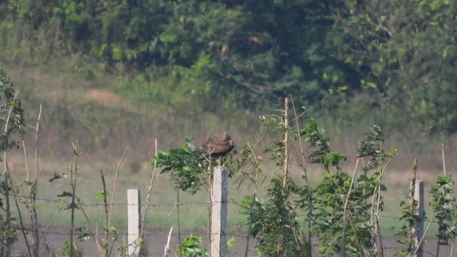 Eastern Marsh Harrier - ML614778248