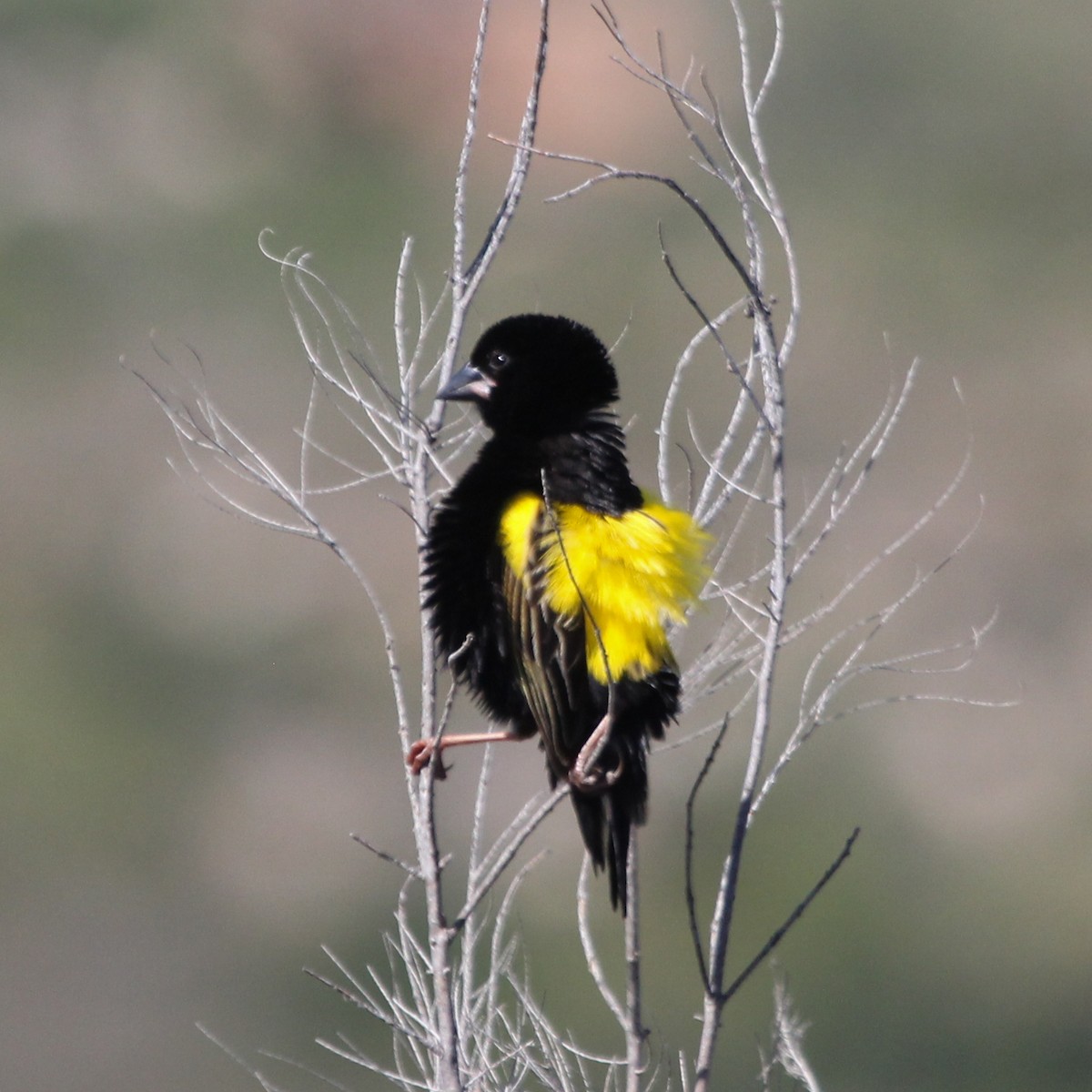 Yellow Bishop (Yellow) - ML614778272