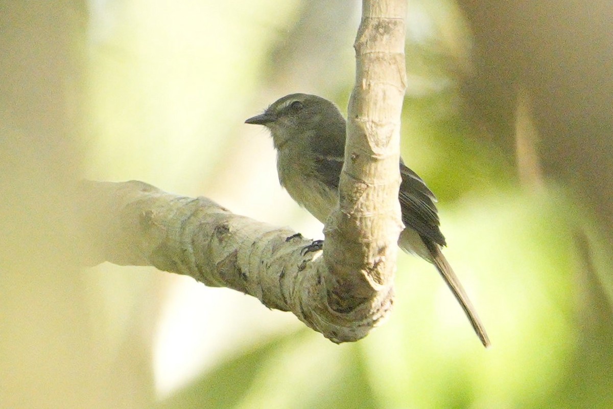 Mouse-colored Tyrannulet (Southern) - ML614778345