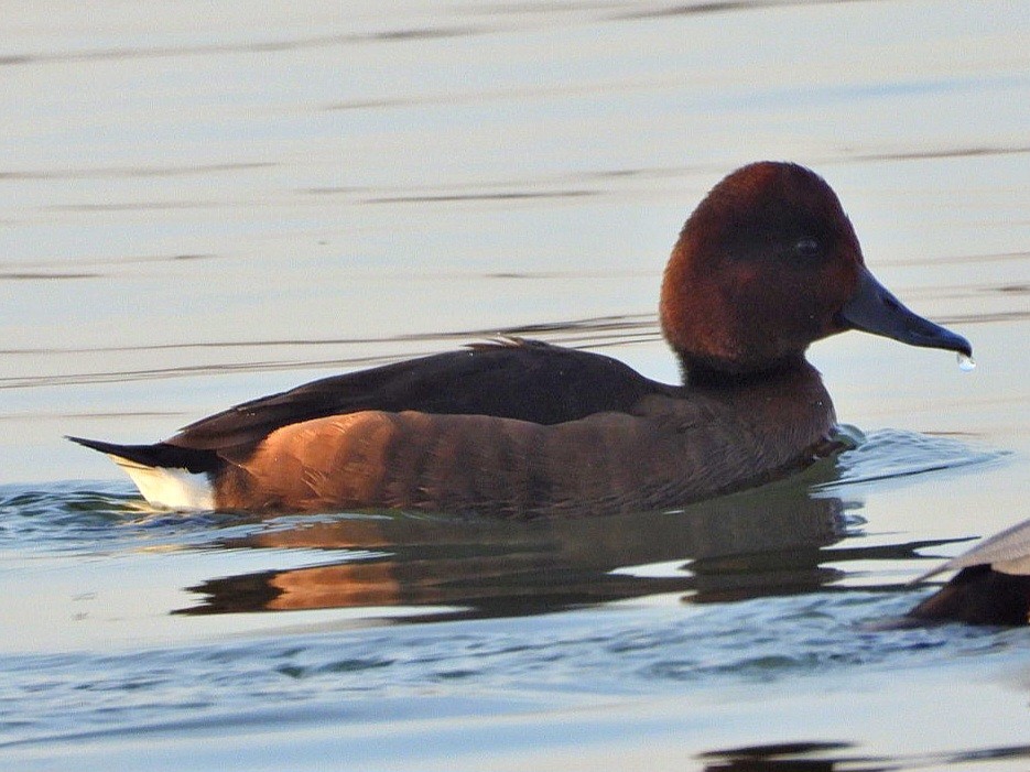 Ferruginous Duck - ML614778367