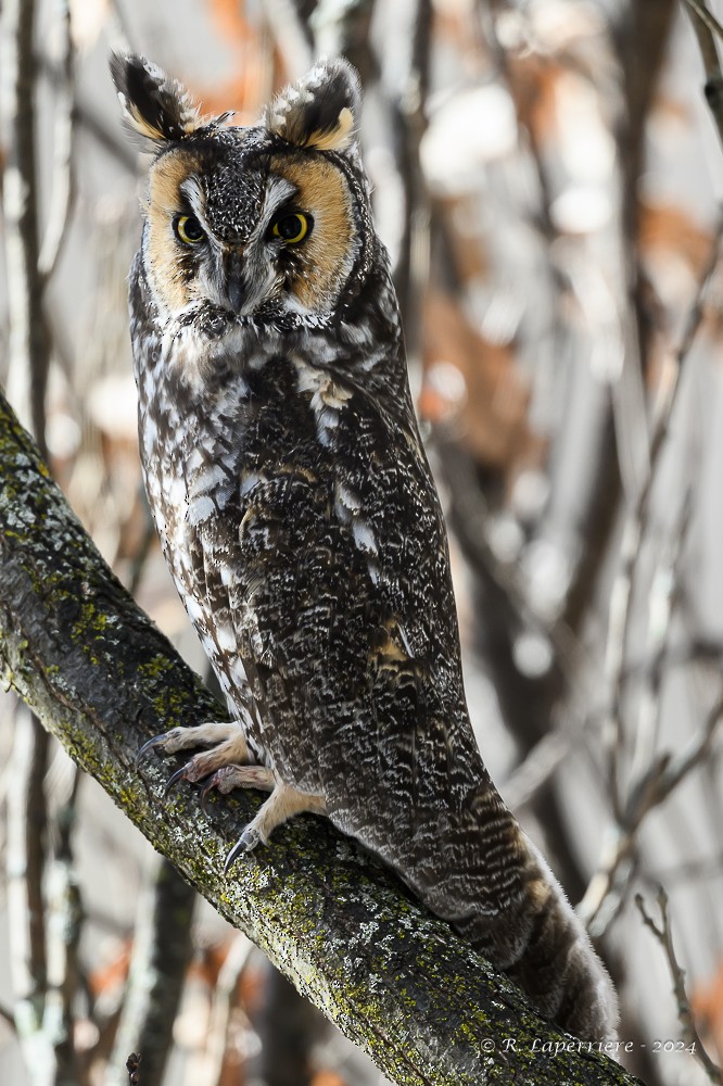 Long-eared Owl - René Laperrière