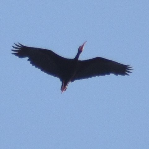 ibis tmavý - ML614778396