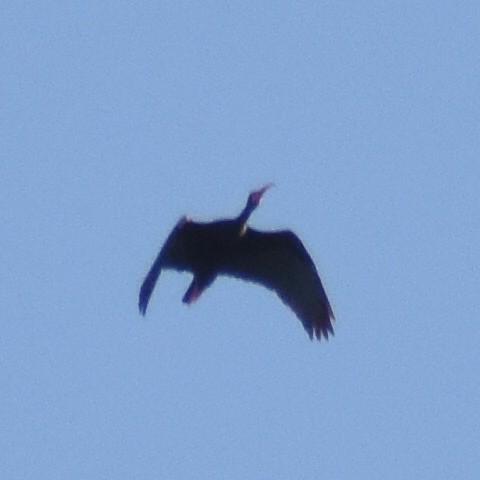 ibis tmavý - ML614778399