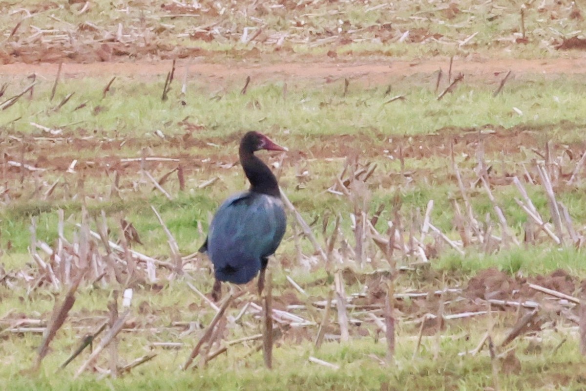 ツメバガン（niger） - ML614778401