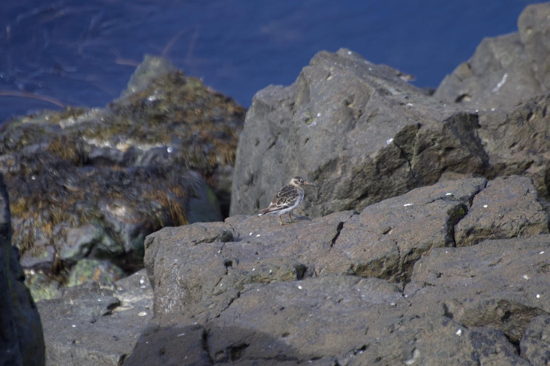 Purple Sandpiper - ML614778424