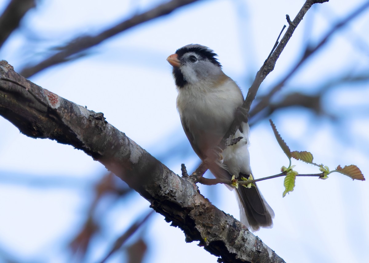 Gray-headed Parrotbill - ML614778500